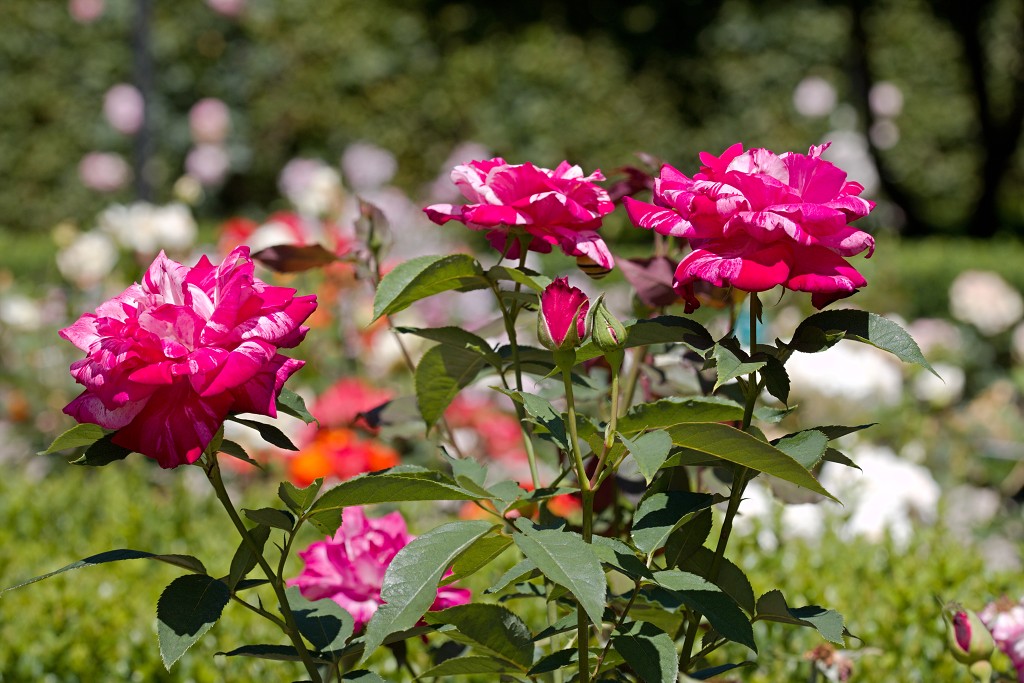 Rozentuin van Coloma